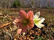 33 Festa di fiori sui sentieri al Monte Zucco - Helleborus niger (Elleboro-Rosa di Natale)